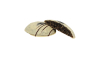 Preview: Mohlebkuchen